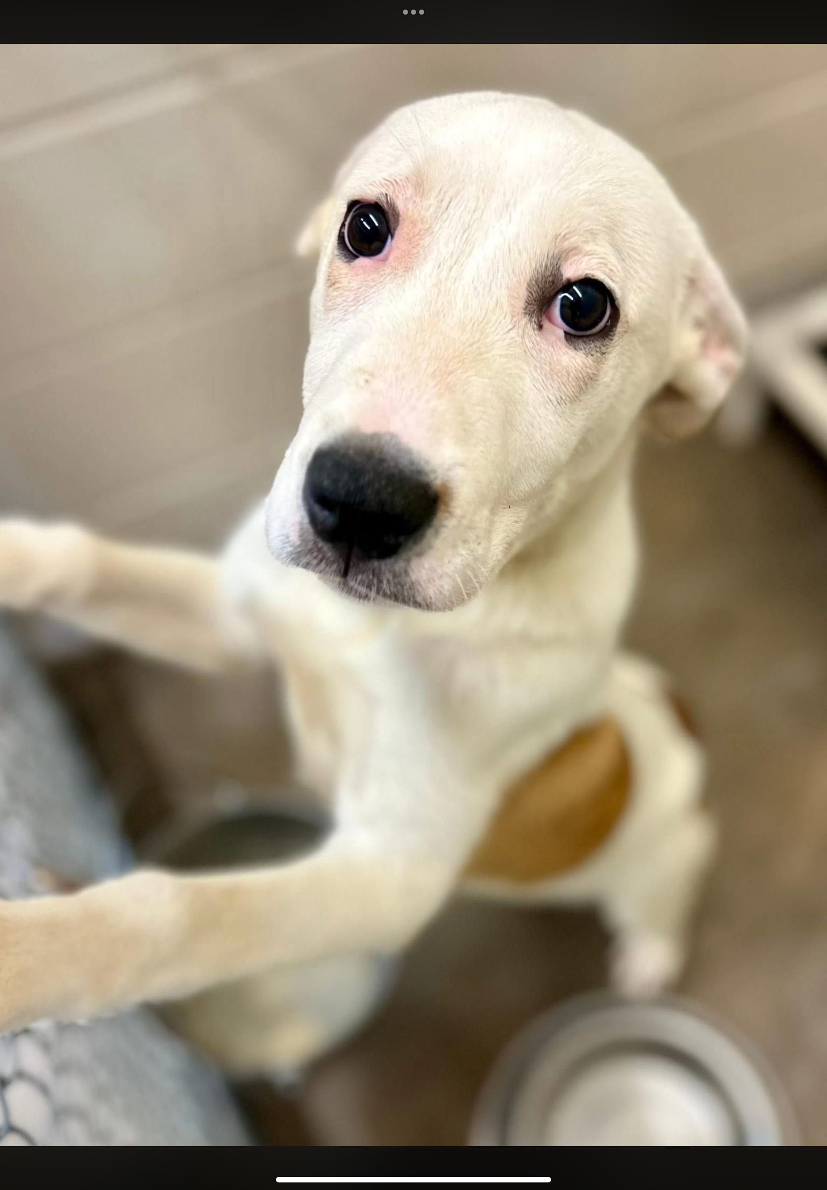 Enlarge Wizzy, a ADOPTABLE mixed breed in Sherman, TX image 1/1