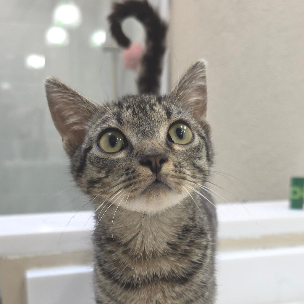 Kyro, Adoptable, Young Male Domestic Short Hair.