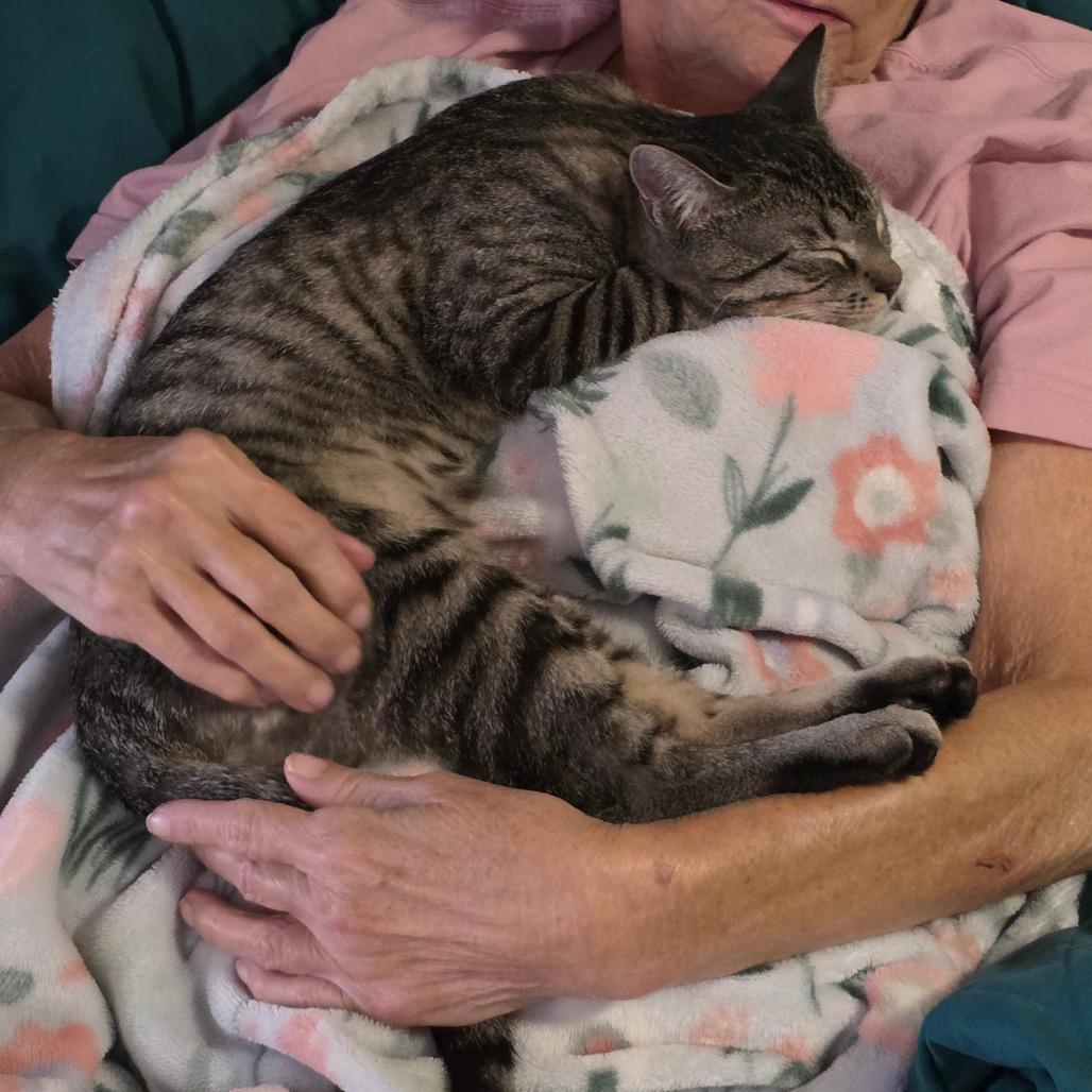 Kyro, a Adoptable Domestic Short Hair in Williston, FL image 2/6