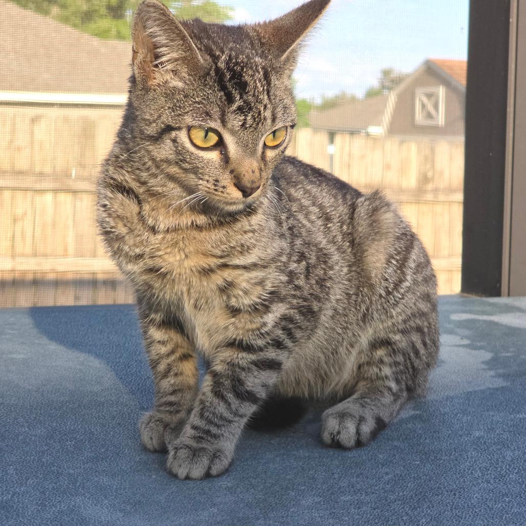 Enlarge Kyro, a Adoptable Domestic Short Hair in Williston, FL image 2/5