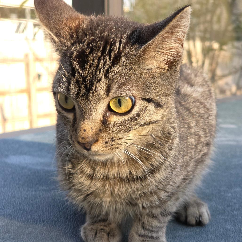 Enlarge Kyro, a Adoptable Domestic Short Hair in Williston, FL image 3/5