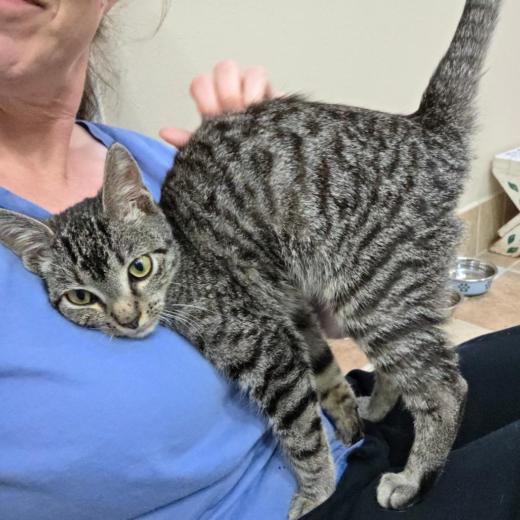 Enlarge Kyro, a Adoptable Domestic Short Hair in Williston, FL image 4/5