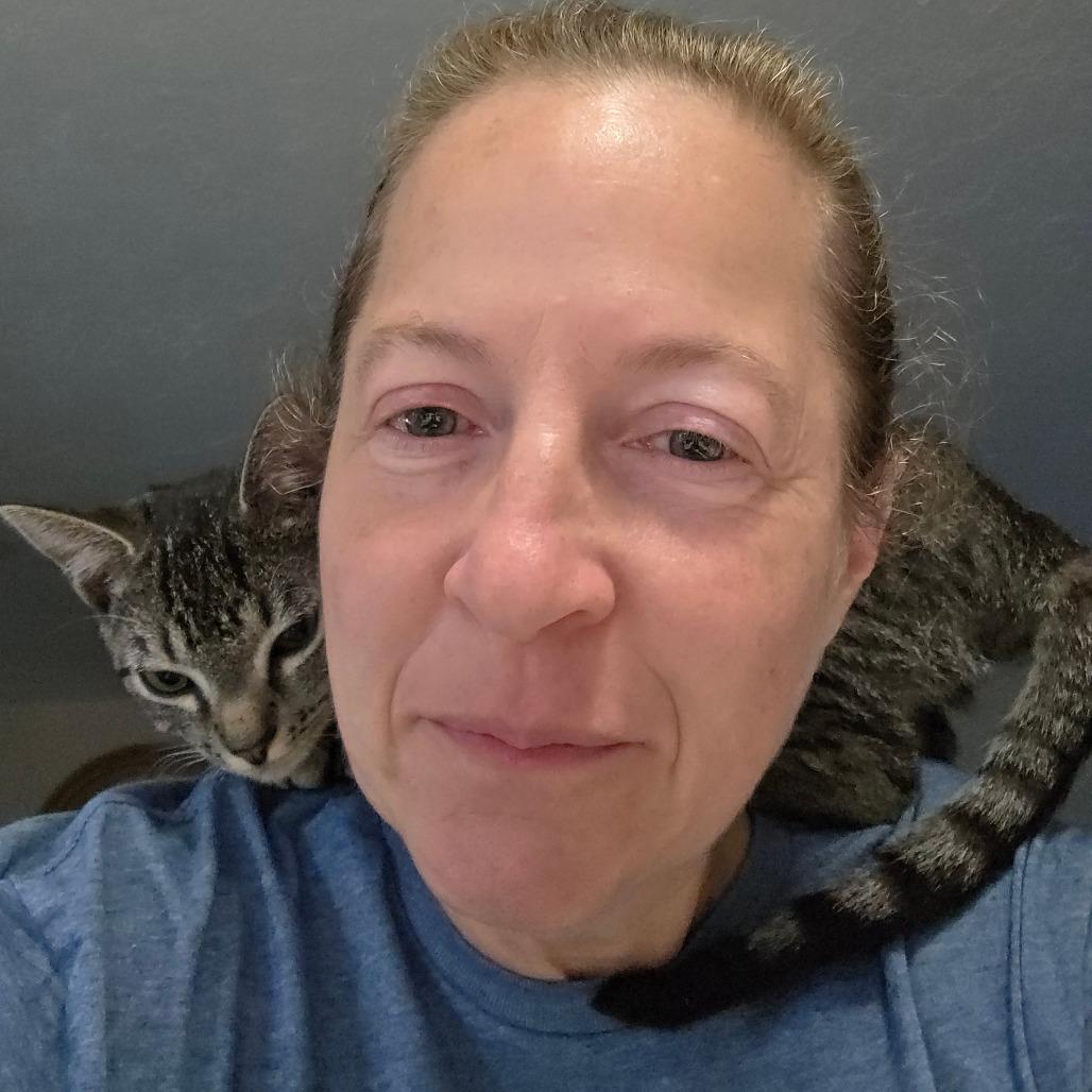 Kyro, a Adoptable Domestic Short Hair in Williston, FL image 5/6