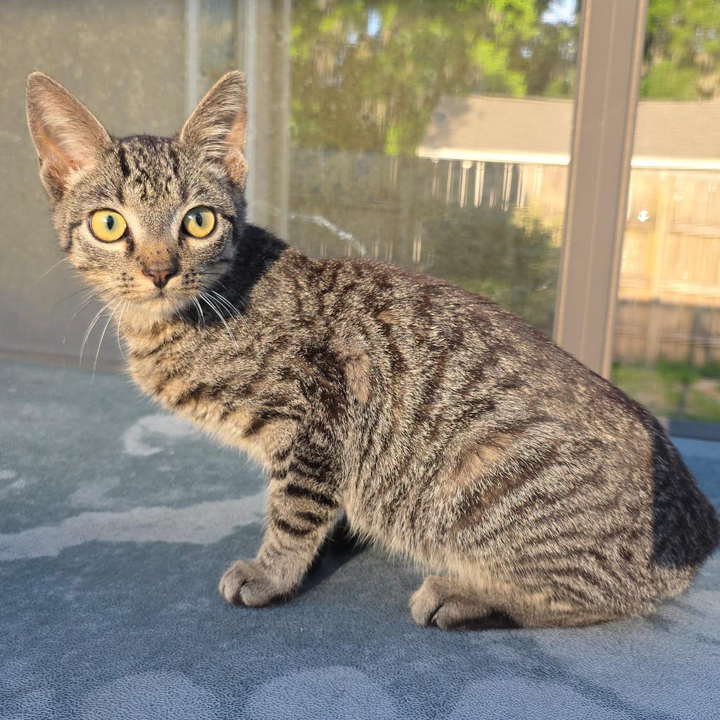 Enlarge Kyro, a Adoptable Domestic Short Hair in Williston, FL image 5/5