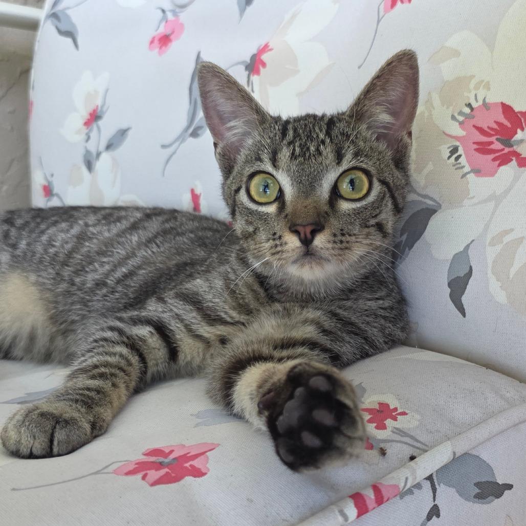 Kyro, a Adoptable Domestic Short Hair in Williston, FL image 6/6