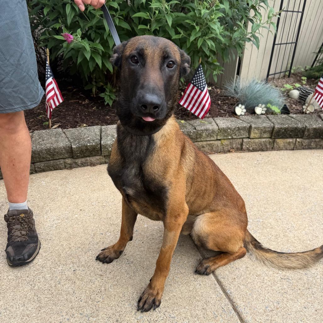 Raider, a ADOPTABLE Belgian Shepherd / Malinois in Chester Springs, PA image 6/6