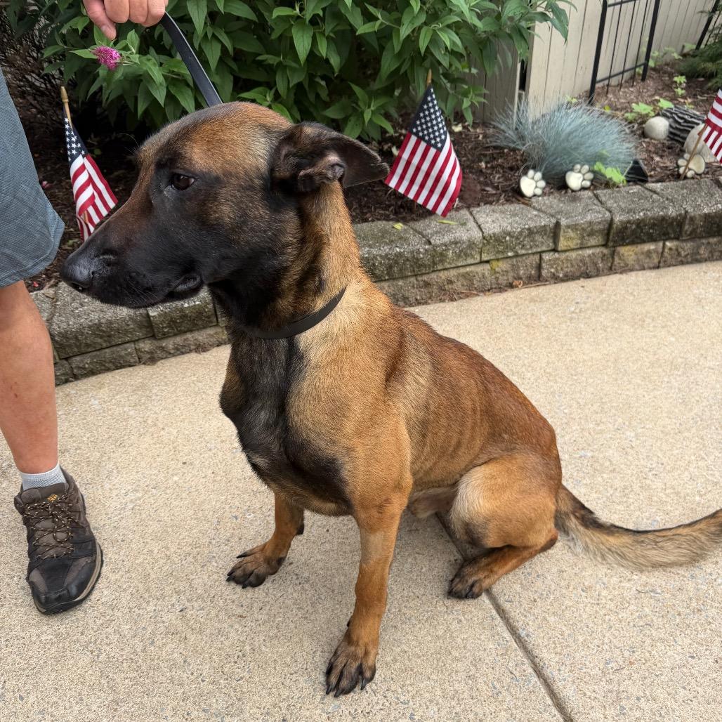Raider, a ADOPTABLE Belgian Shepherd / Malinois in Chester Springs, PA image 5/6