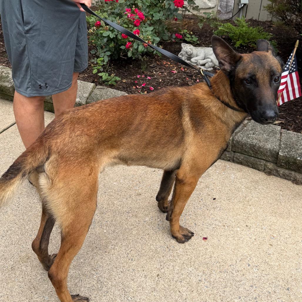 Raider, a ADOPTABLE Belgian Shepherd / Malinois in Chester Springs, PA image 1/6