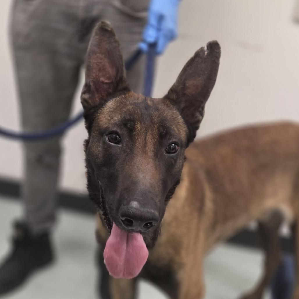 Raider, a ADOPTABLE Belgian Shepherd / Malinois in Chester Springs, PA image 4/6