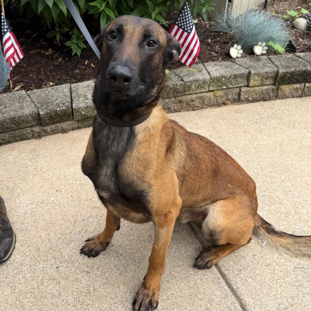 Raider, a ADOPTABLE Belgian Shepherd / Malinois in Chester Springs, PA image 2/6
