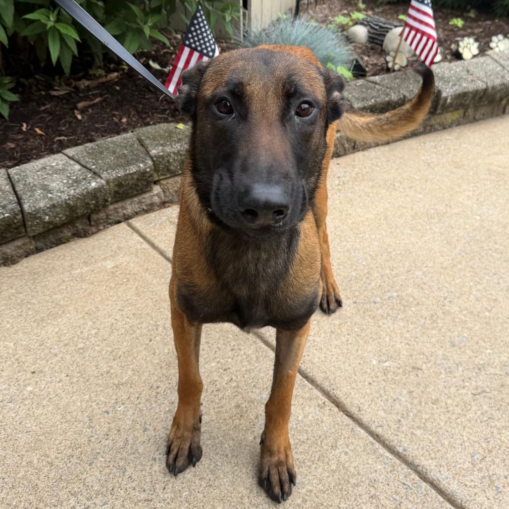 Raider, a ADOPTABLE Belgian Shepherd / Malinois in Chester Springs, PA image 3/6