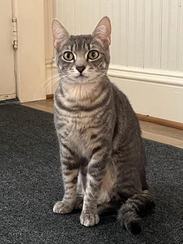 Satine, Adoptable, Adult Female Domestic Short Hair & Tabby.