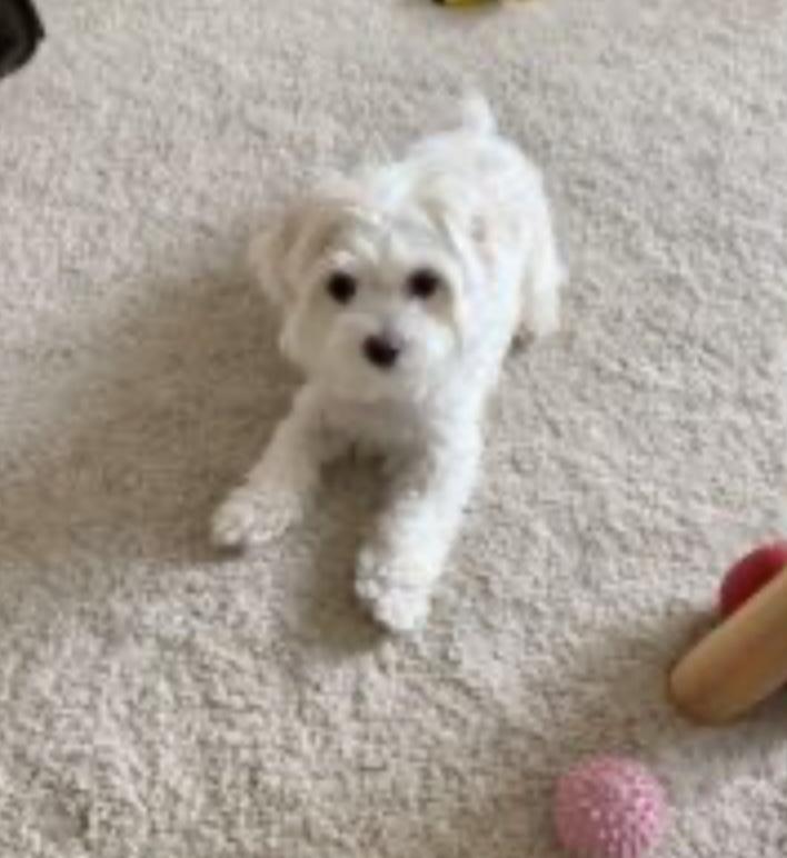 Phoenix, ADOPTABLE, Young Female Maltese.