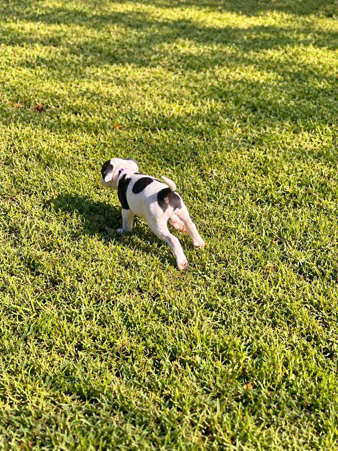 Enlarge Bonnie West, a Adoptable mixed breed in Woburn, MA image 5/5