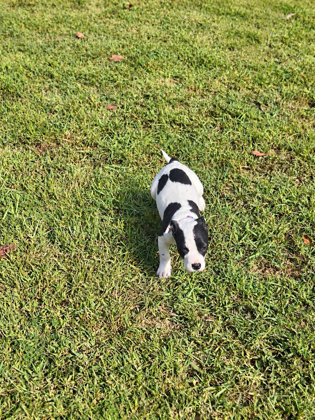 Enlarge Bonnie West, a Adoptable mixed breed in Woburn, MA image 4/5