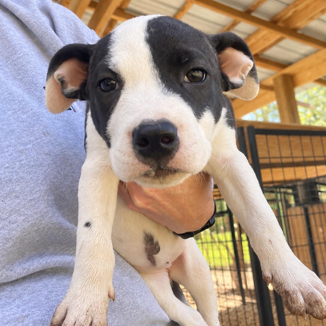 Enlarge Bonnie West, a Adoptable mixed breed in Woburn, MA image 1/5