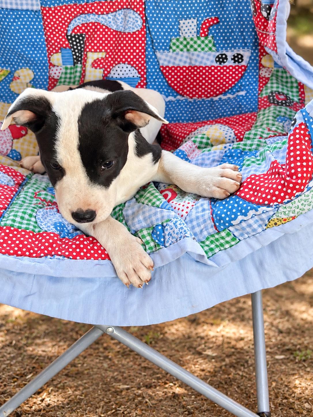 Enlarge Bonnie West, a Adoptable mixed breed in Woburn, MA image 3/5