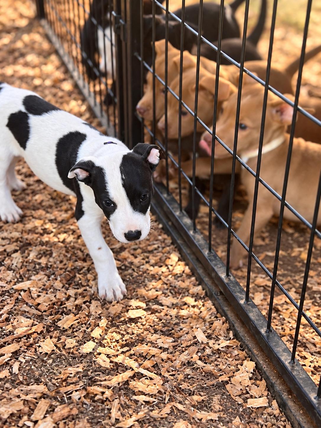 Enlarge Bonnie West, a Adoptable mixed breed in Woburn, MA image 2/5