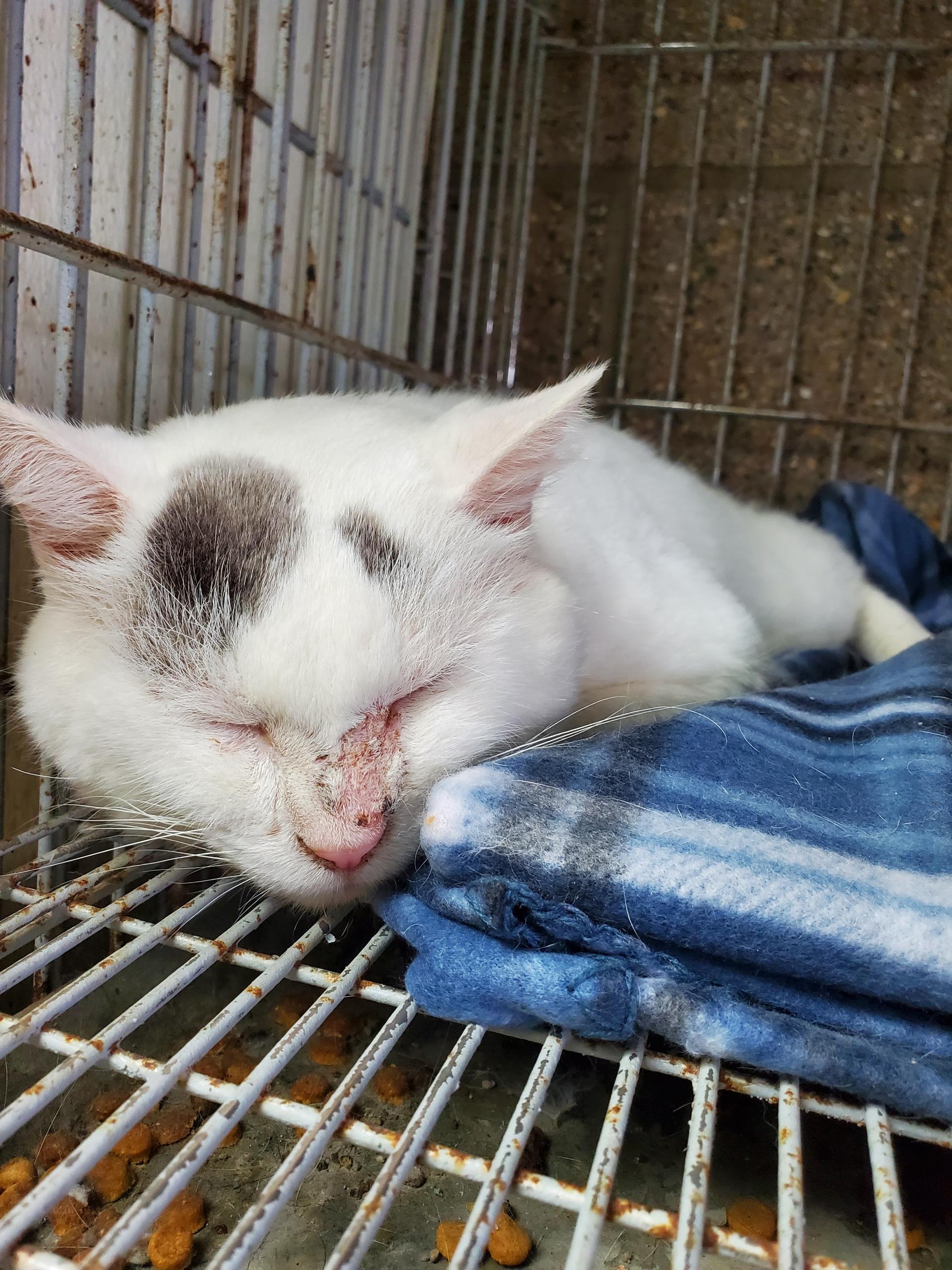 Enlarge Dewey, a Adoptable Domestic Short Hair in Zimmerman, MN image 1/1