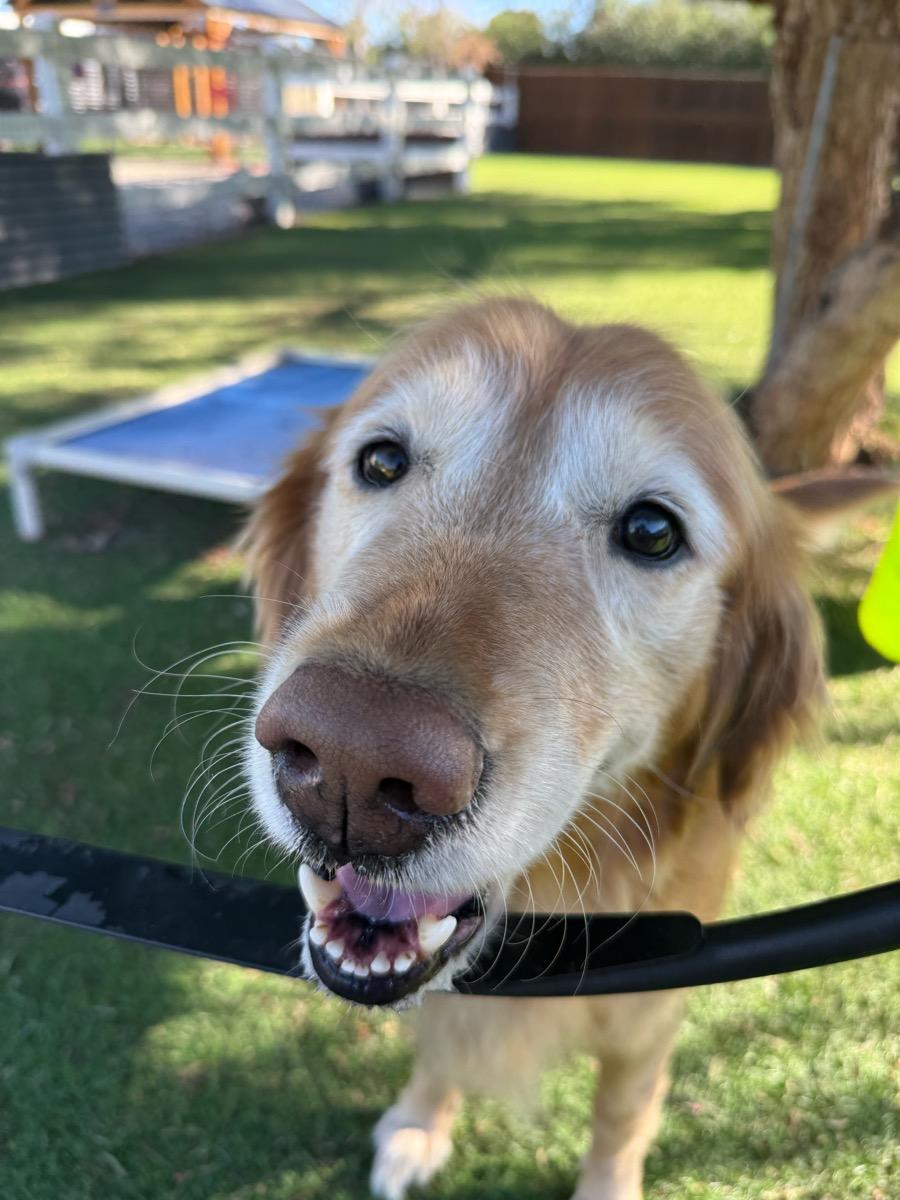 Scarlett, Adoptable, Senior Female Golden Retriever.