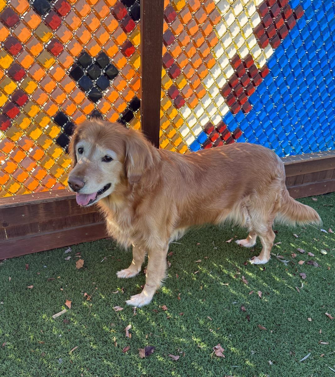 Enlarge Scarlett, a Adoptable Golden Retriever in Temecula, CA image 2/2