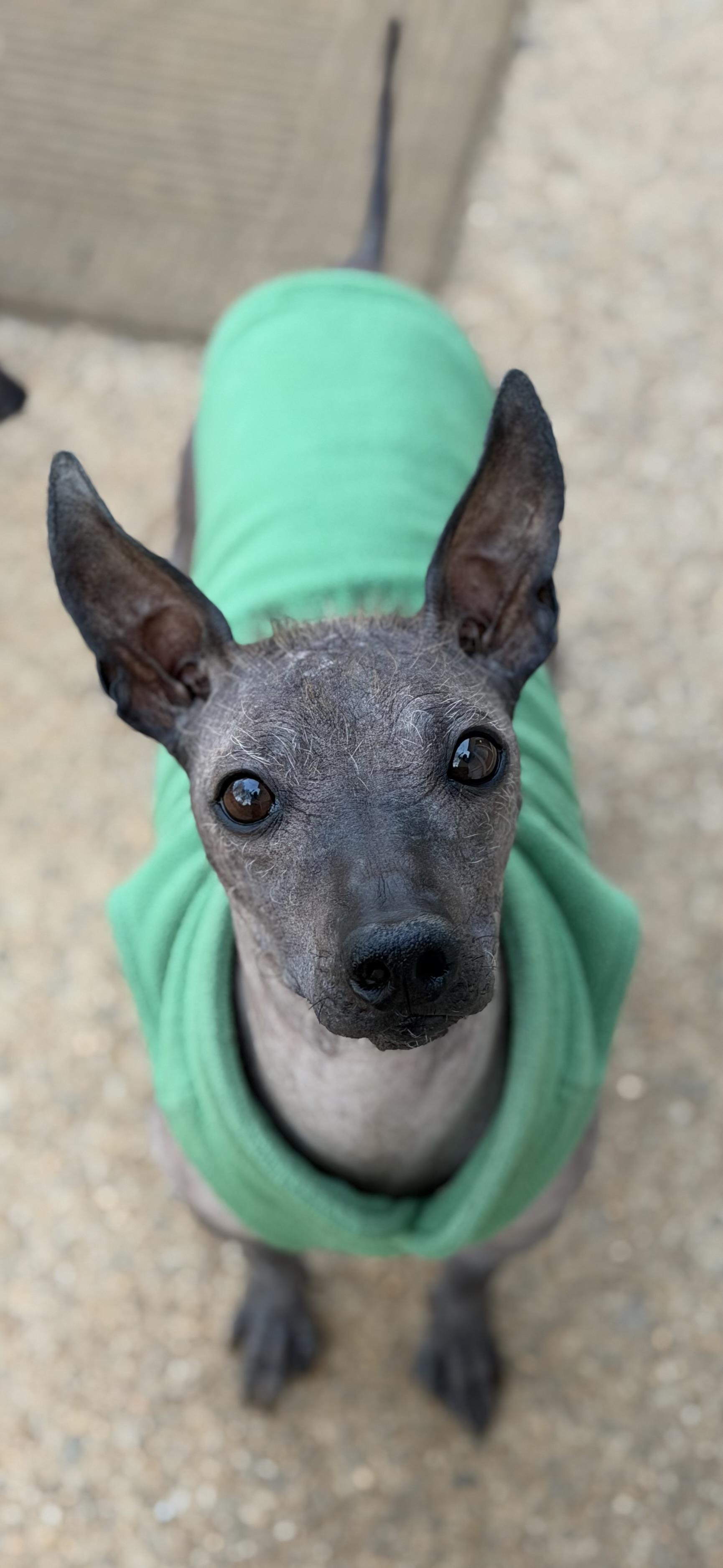 Alec, ADOPTABLE, Adult Male Xoloitzcuintli / Mexican Hairless.