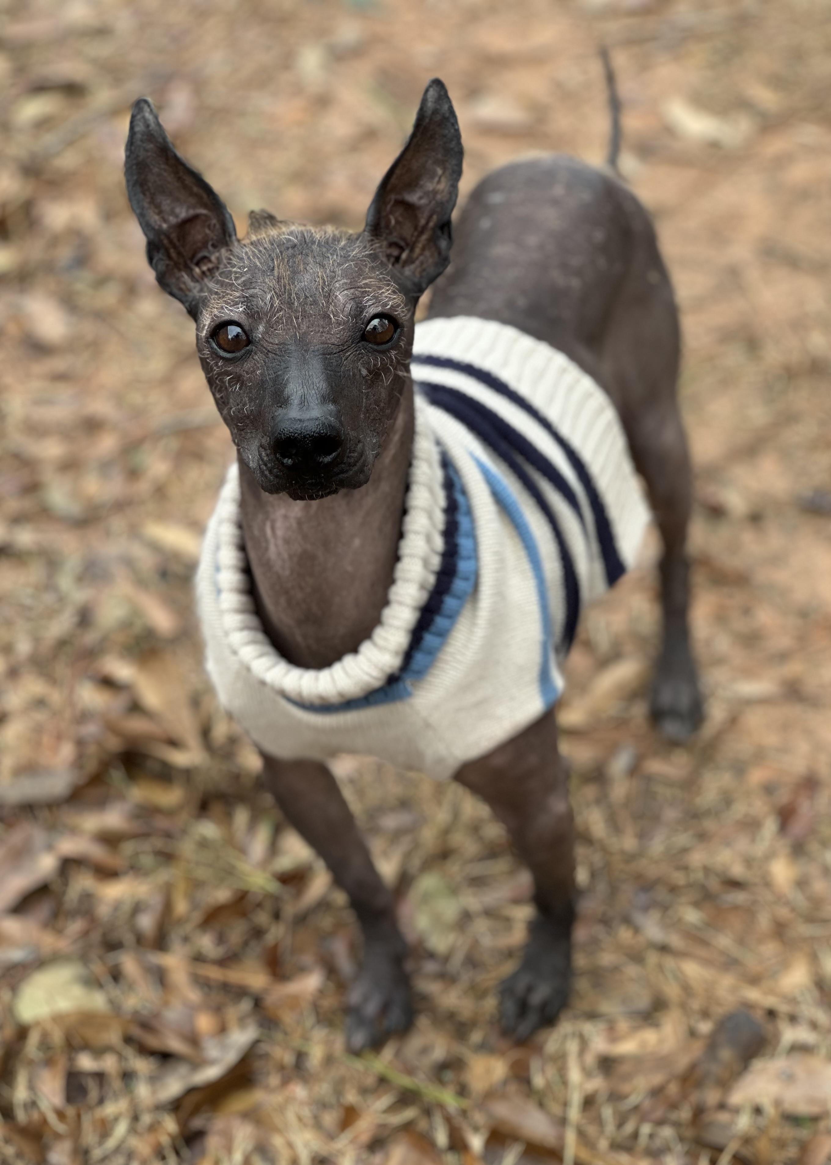 Enlarge Alec, a ADOPTABLE mixed breed in Atlanta, GA image 3/6