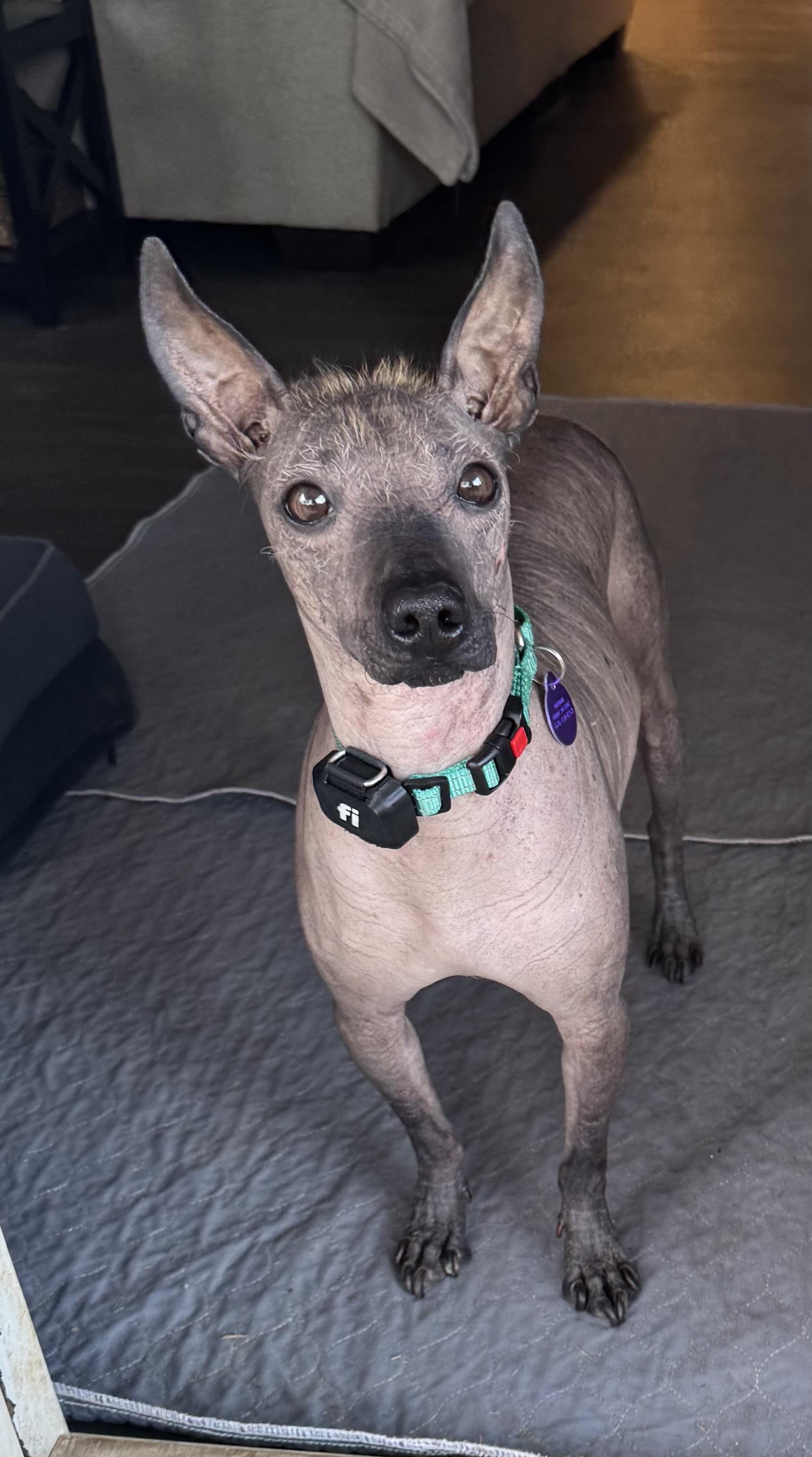 Enlarge Alec, a ADOPTABLE mixed breed in Atlanta, GA image 4/6