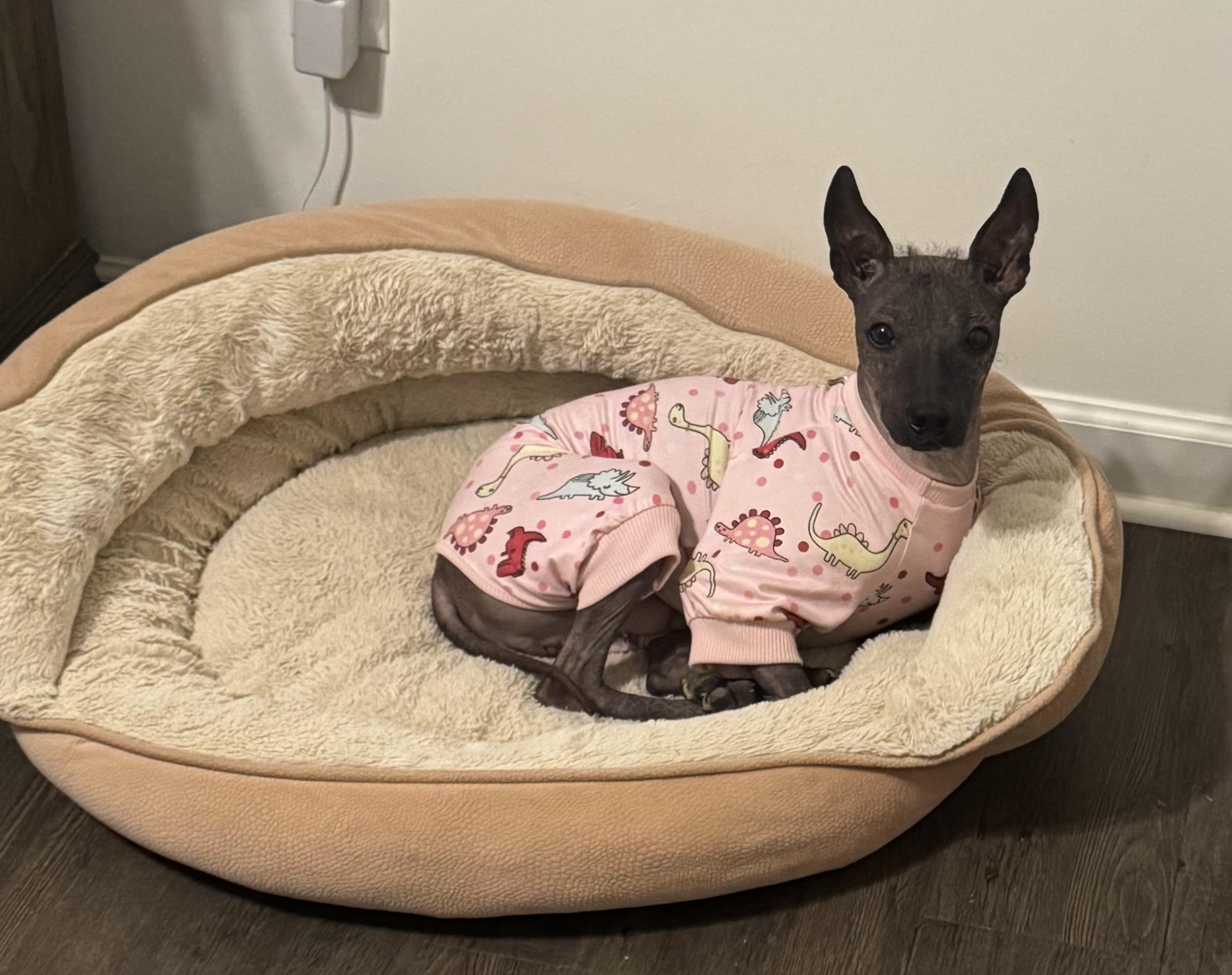 Enlarge Alec, a ADOPTABLE mixed breed in Atlanta, GA image 6/6