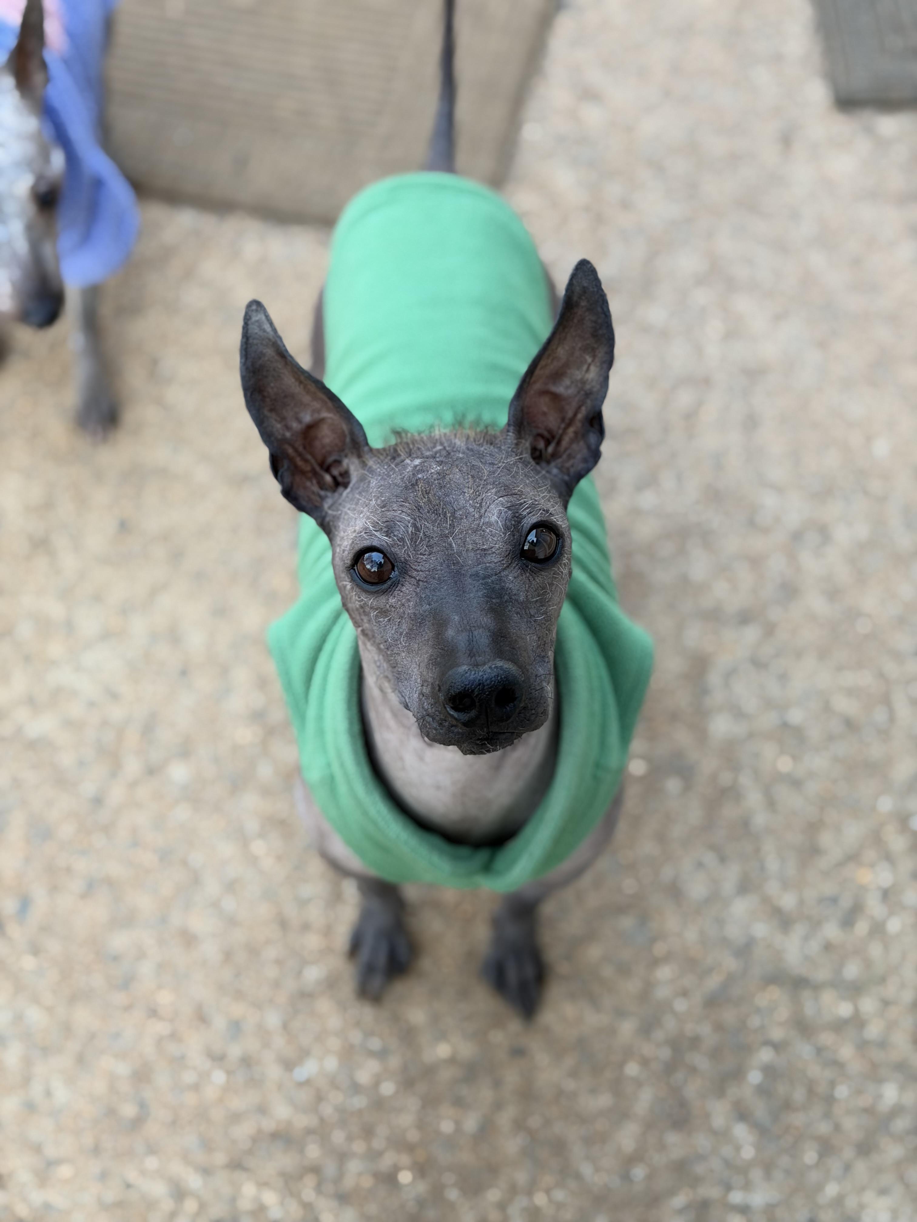 Enlarge Alec, a ADOPTABLE mixed breed in Atlanta, GA image 2/6