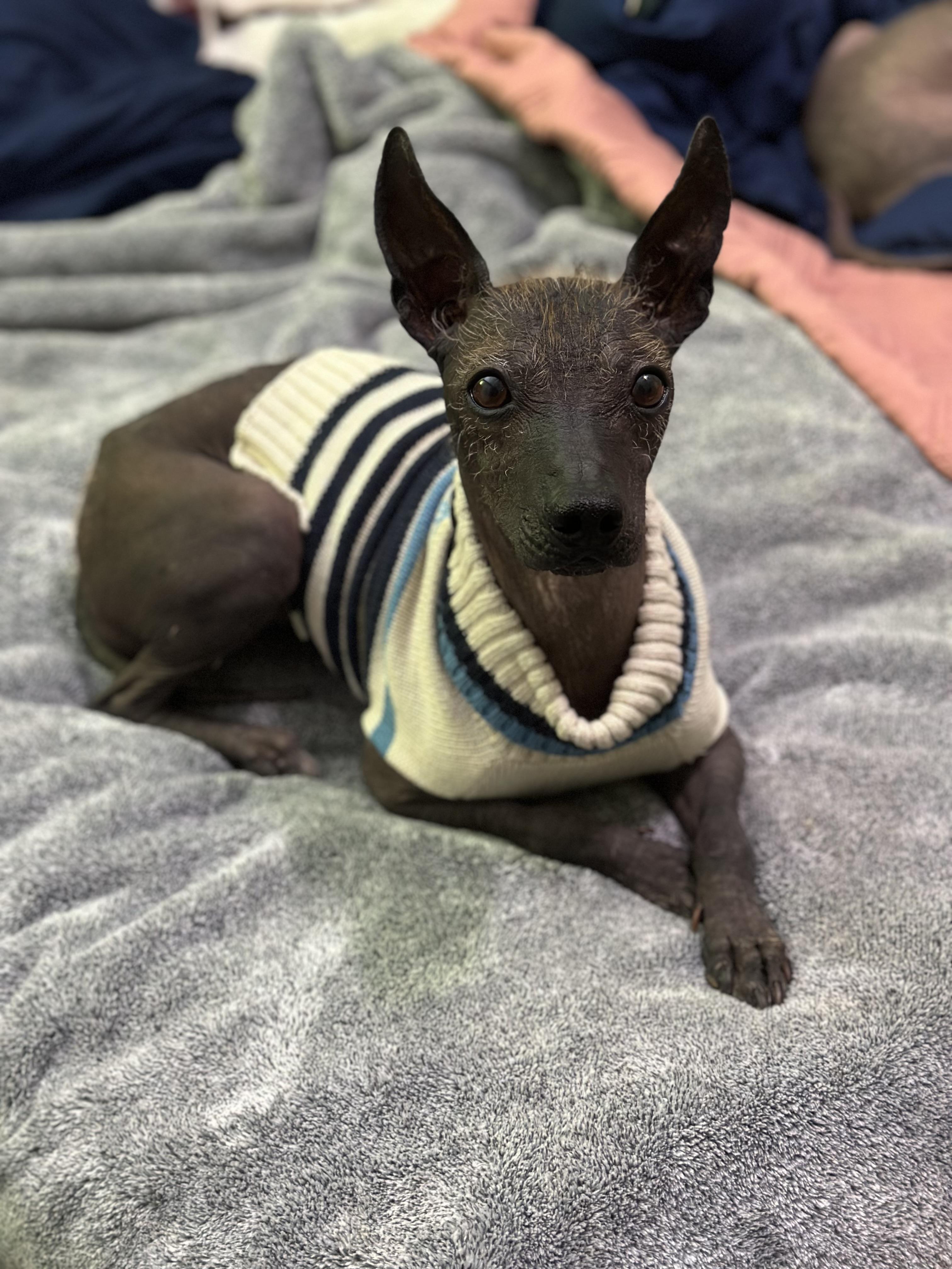 Enlarge Alec, a ADOPTABLE mixed breed in Atlanta, GA image 5/6