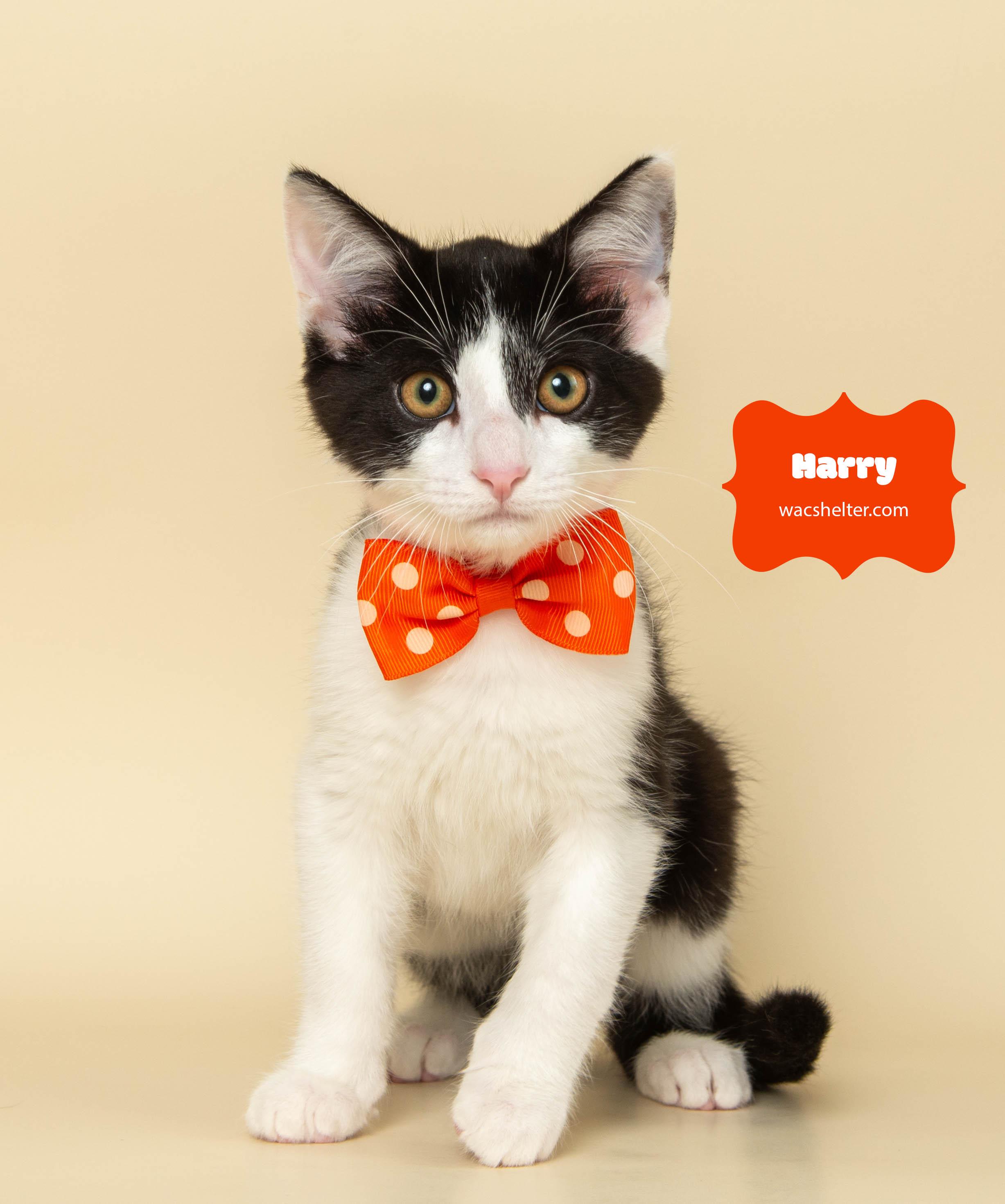 HARRY POTTER (Only Three Months Old)