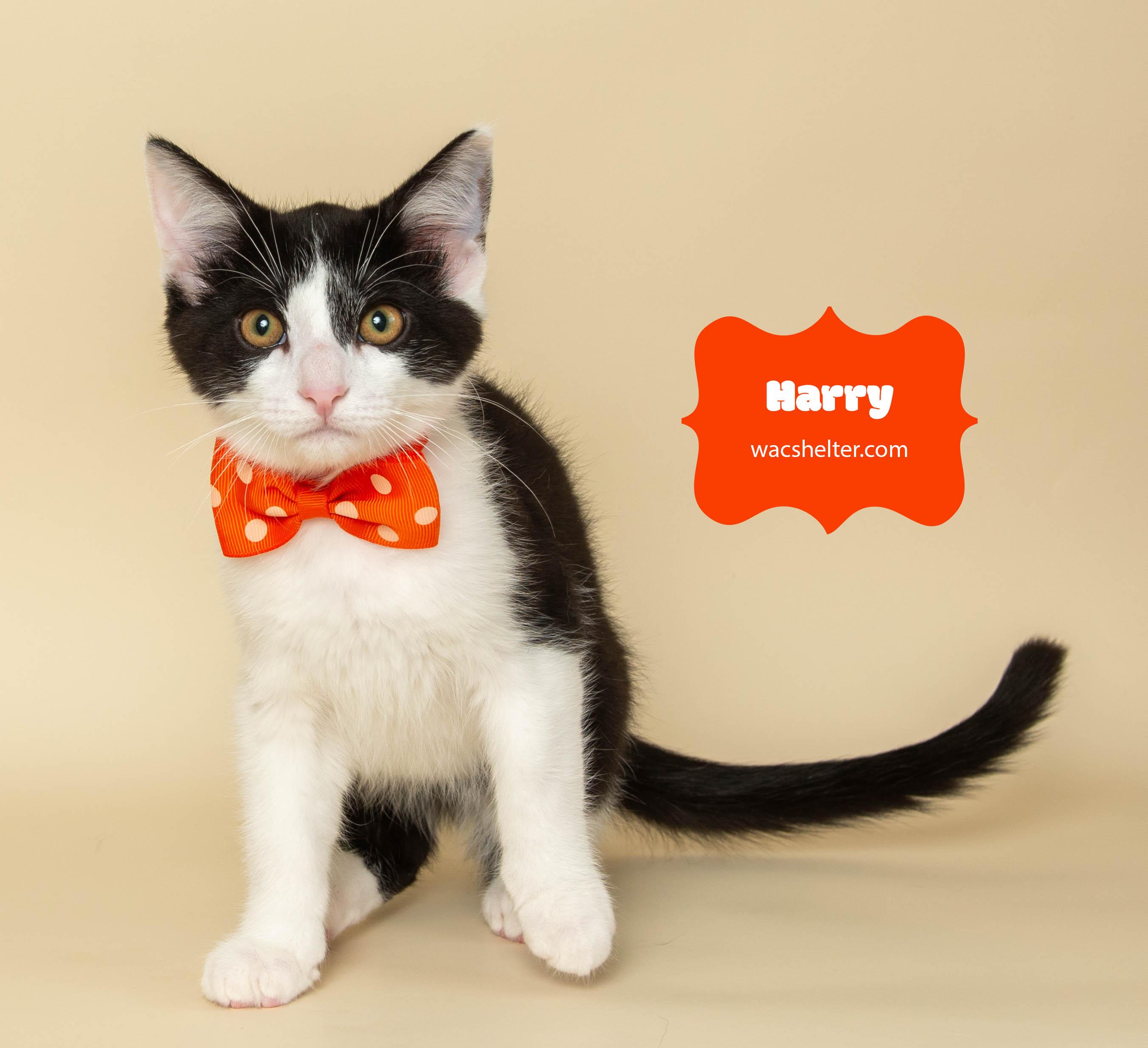 HARRY POTTER (Only Three Months Old)
