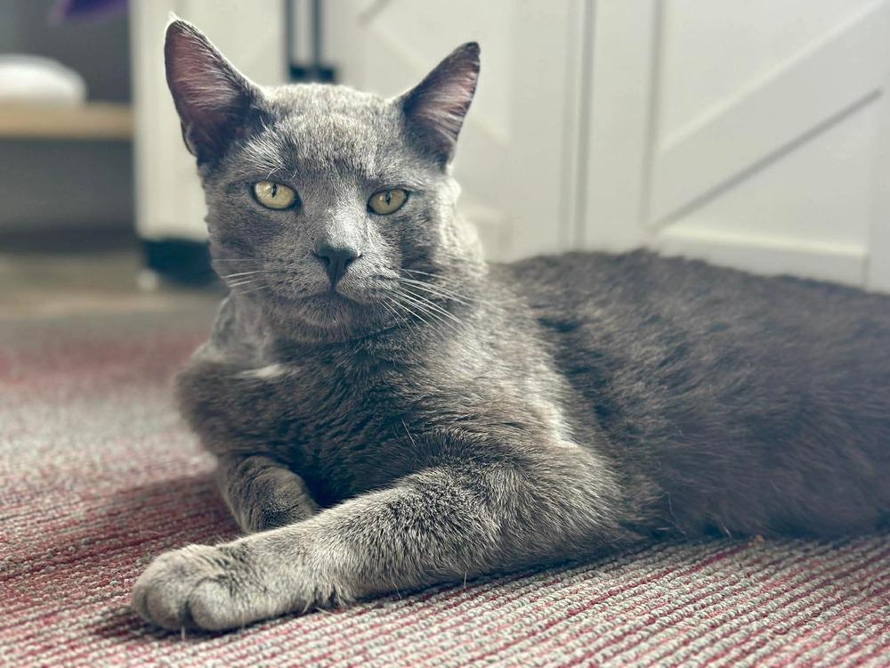 Murphy, Adoptable, Young Male Domestic Short Hair.