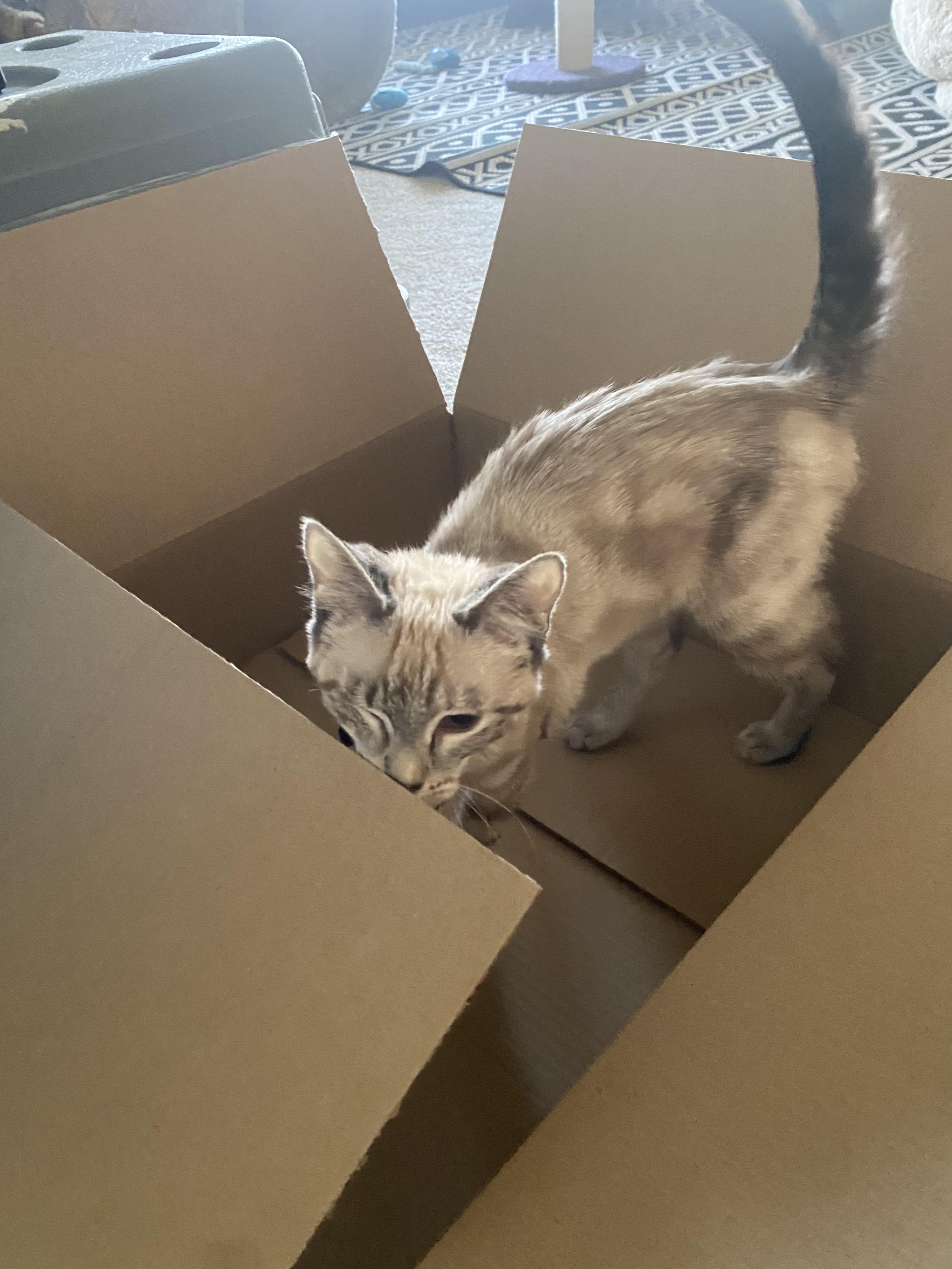 Enlarge Ginger, an adopted mixed breed in Fort Collins, CO image 5/6