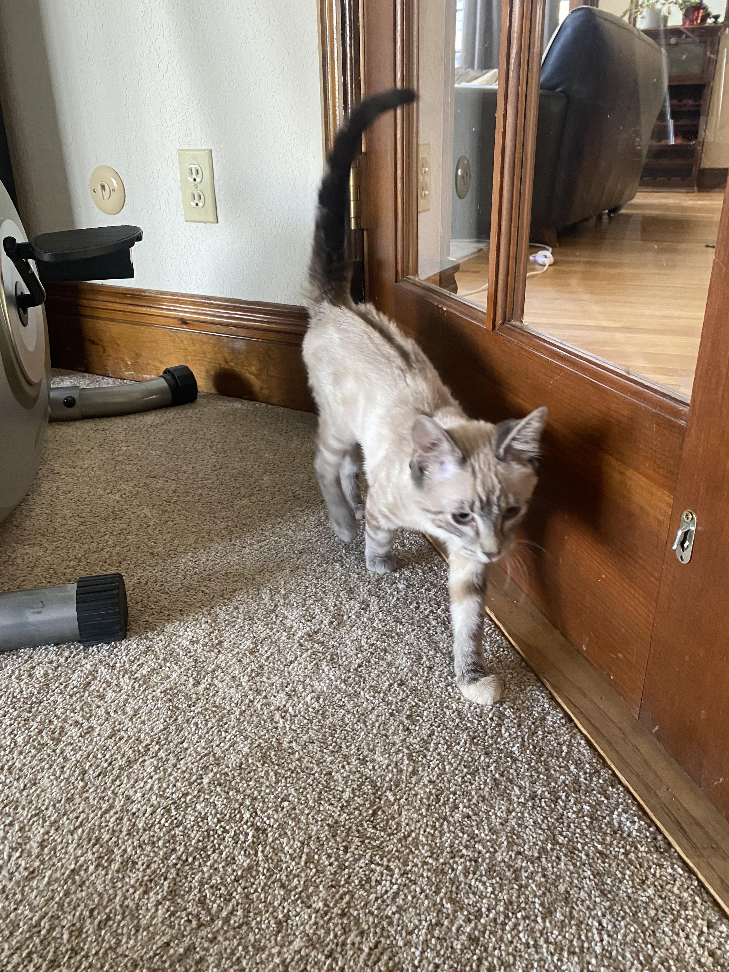 Enlarge Ginger, an adopted mixed breed in Fort Collins, CO image 3/6