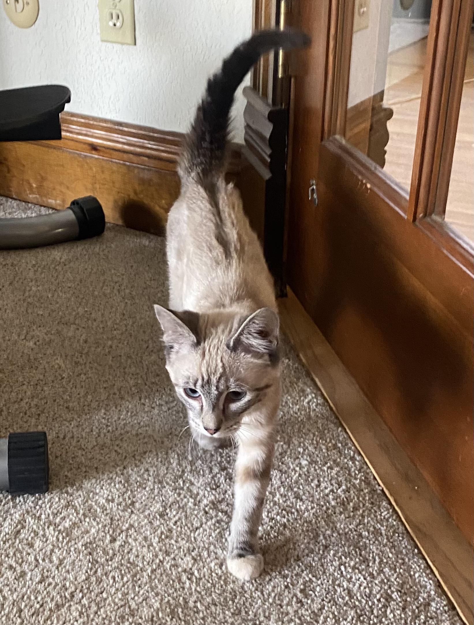 Enlarge Ginger, an adopted mixed breed in Fort Collins, CO image 4/6
