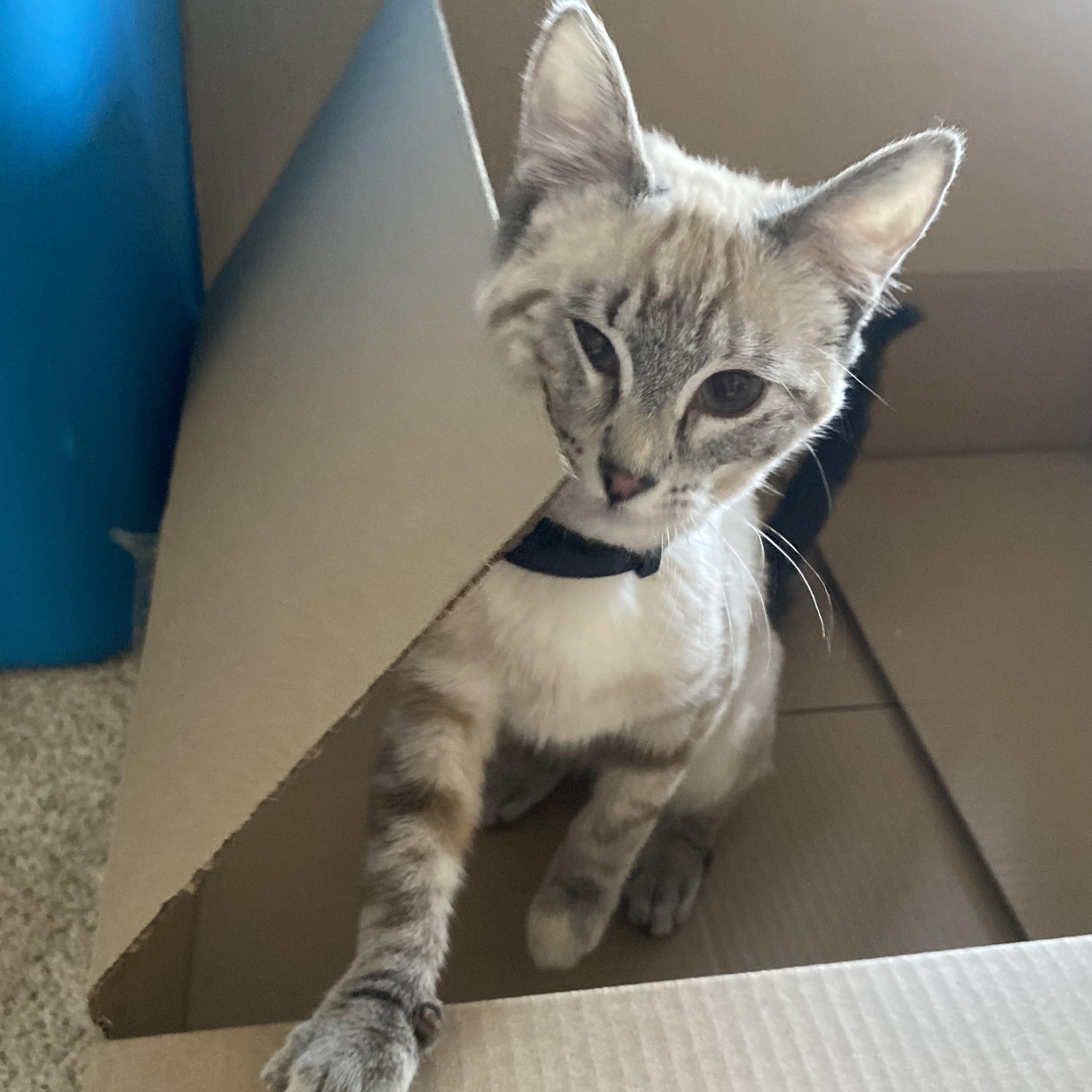 Ginger, adopted, Kitten Female Domestic Short Hair & Siamese.