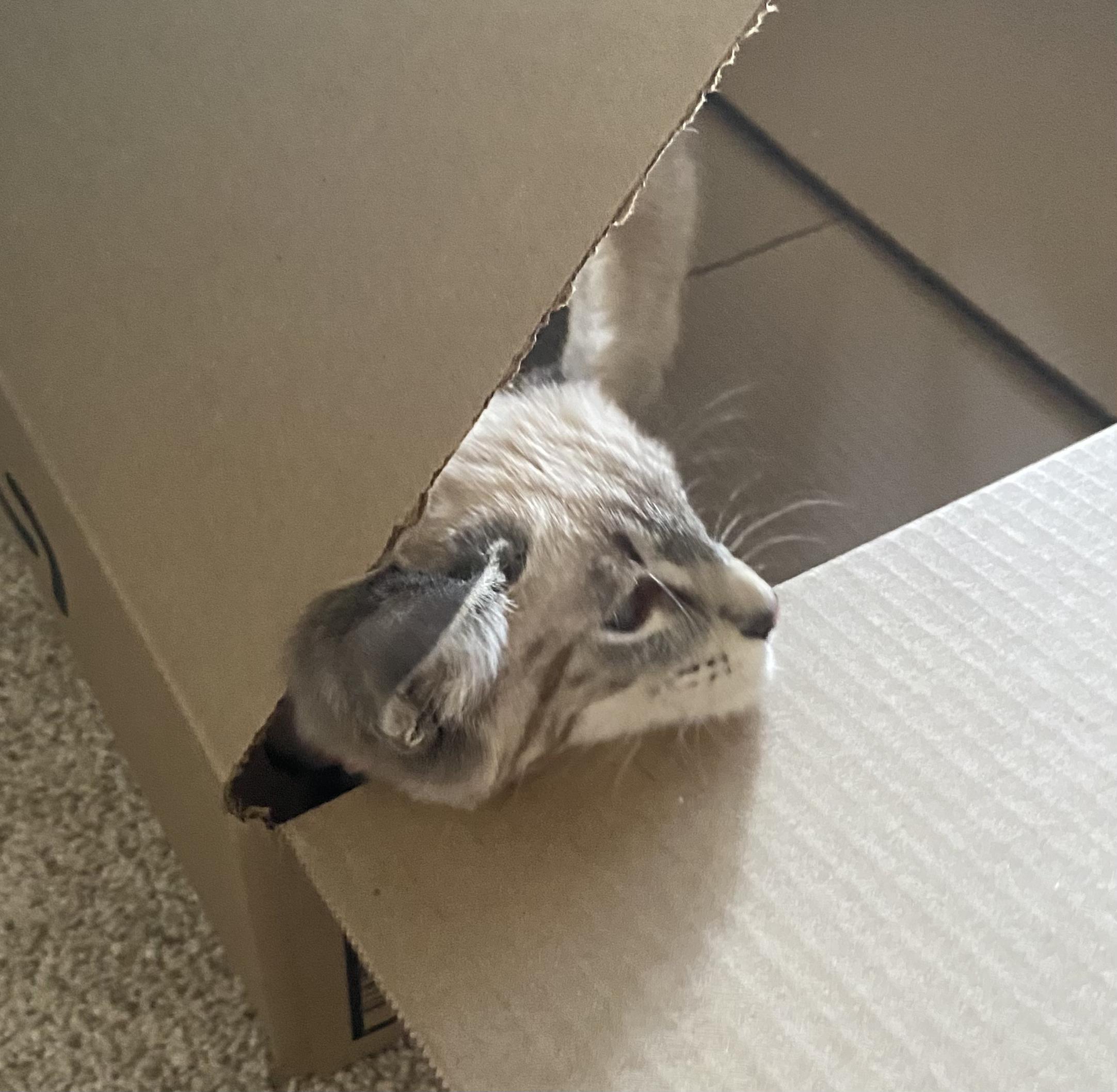 Enlarge Ginger, an adopted mixed breed in Fort Collins, CO image 6/6