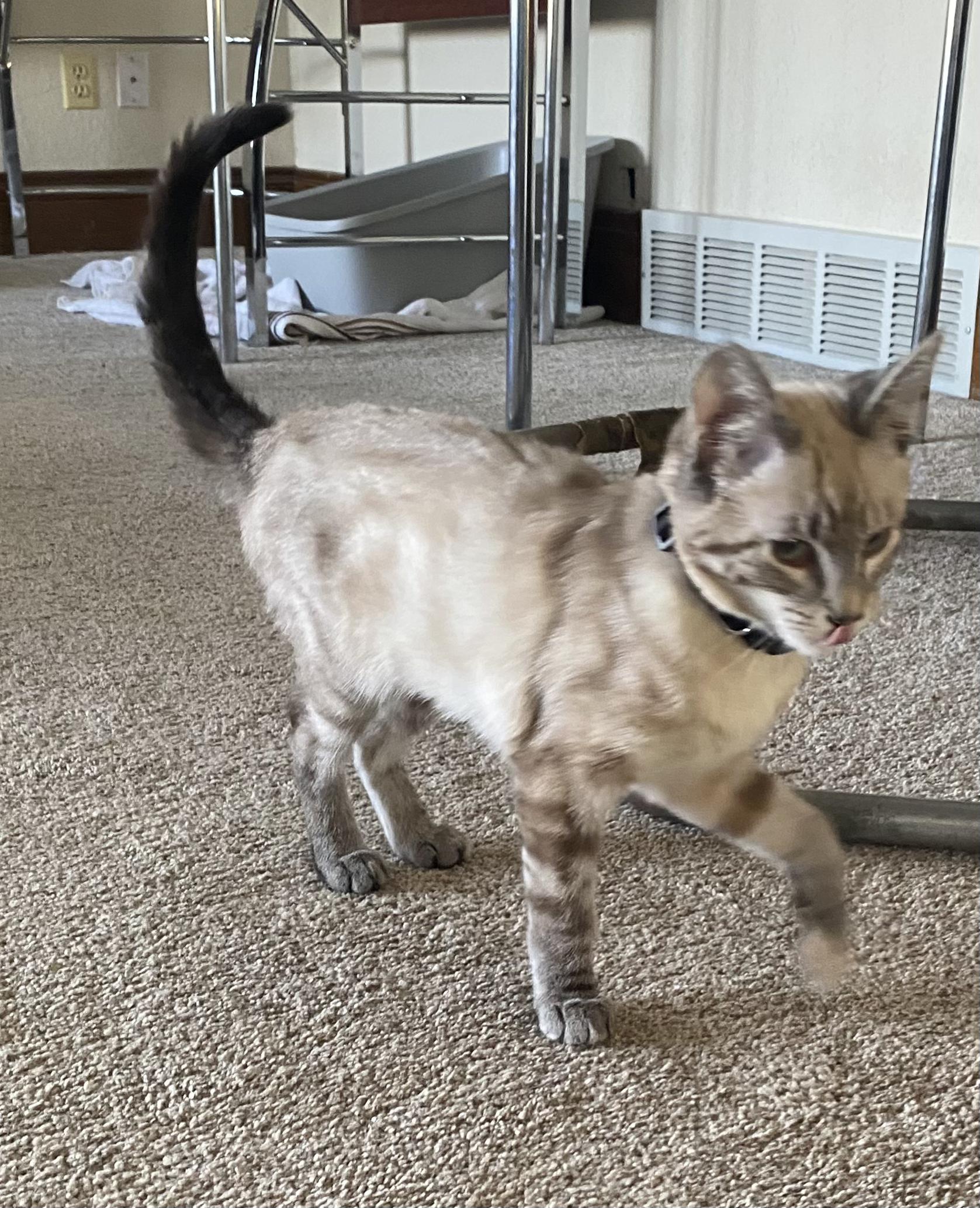 Enlarge Ginger, an adopted mixed breed in Fort Collins, CO image 2/6