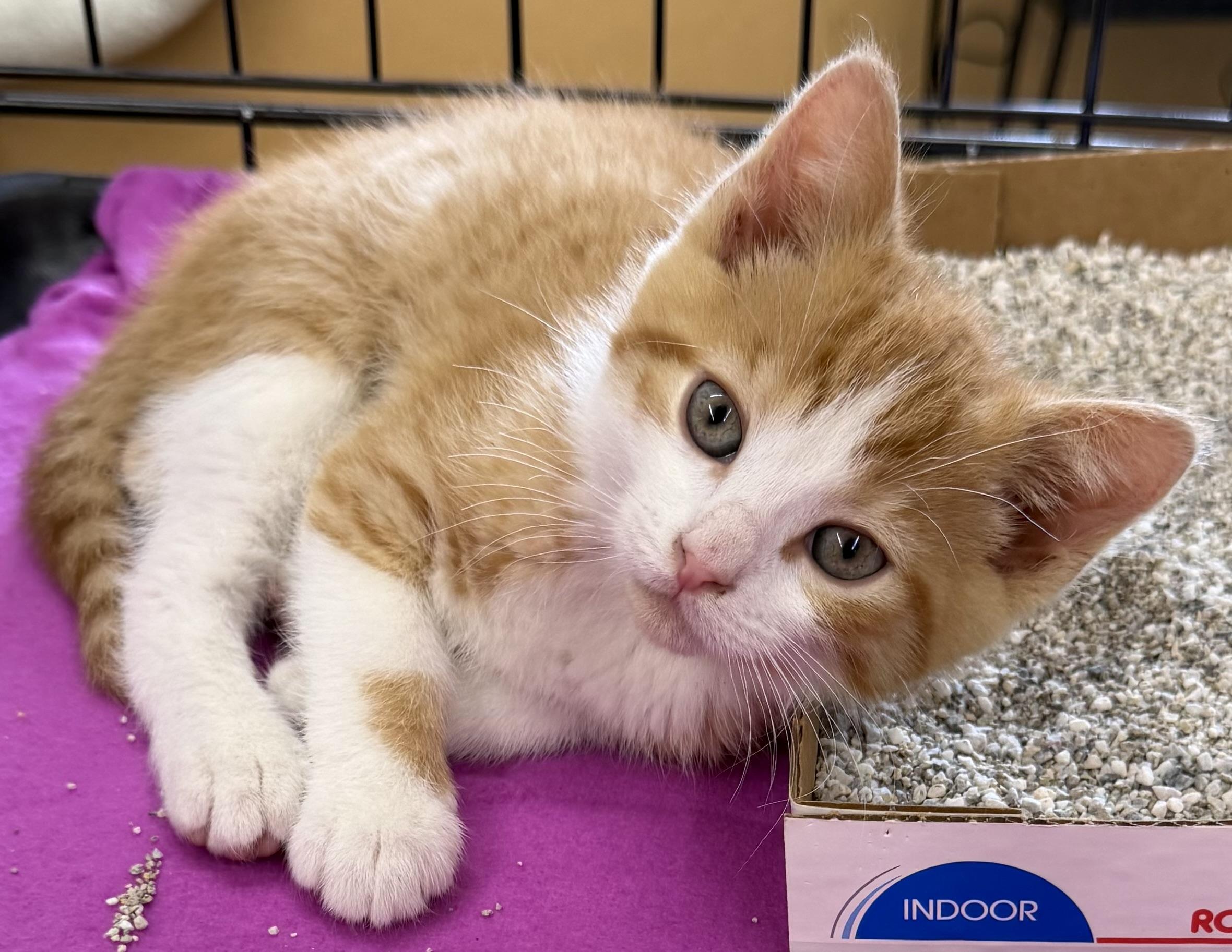 Mickey, an adopted Domestic Short Hair in Westfield, NJ image 1/3