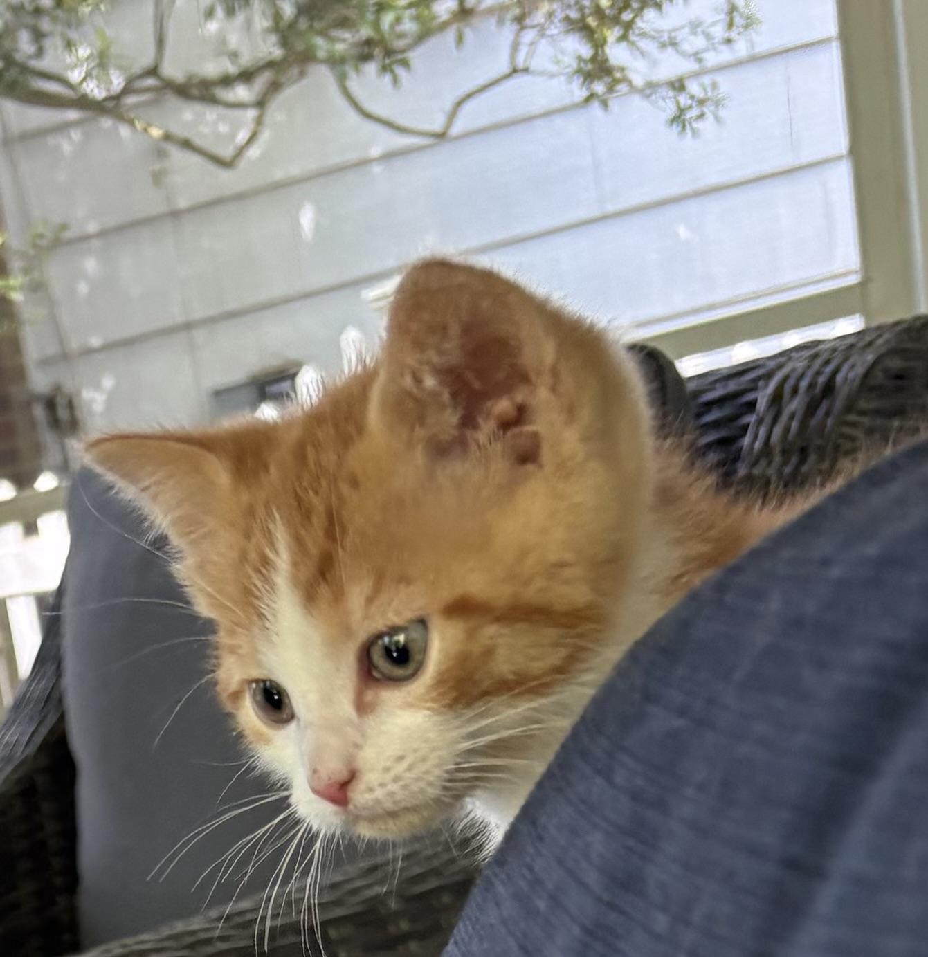 Mickey, an adopted Domestic Short Hair in Westfield, NJ image 3/3