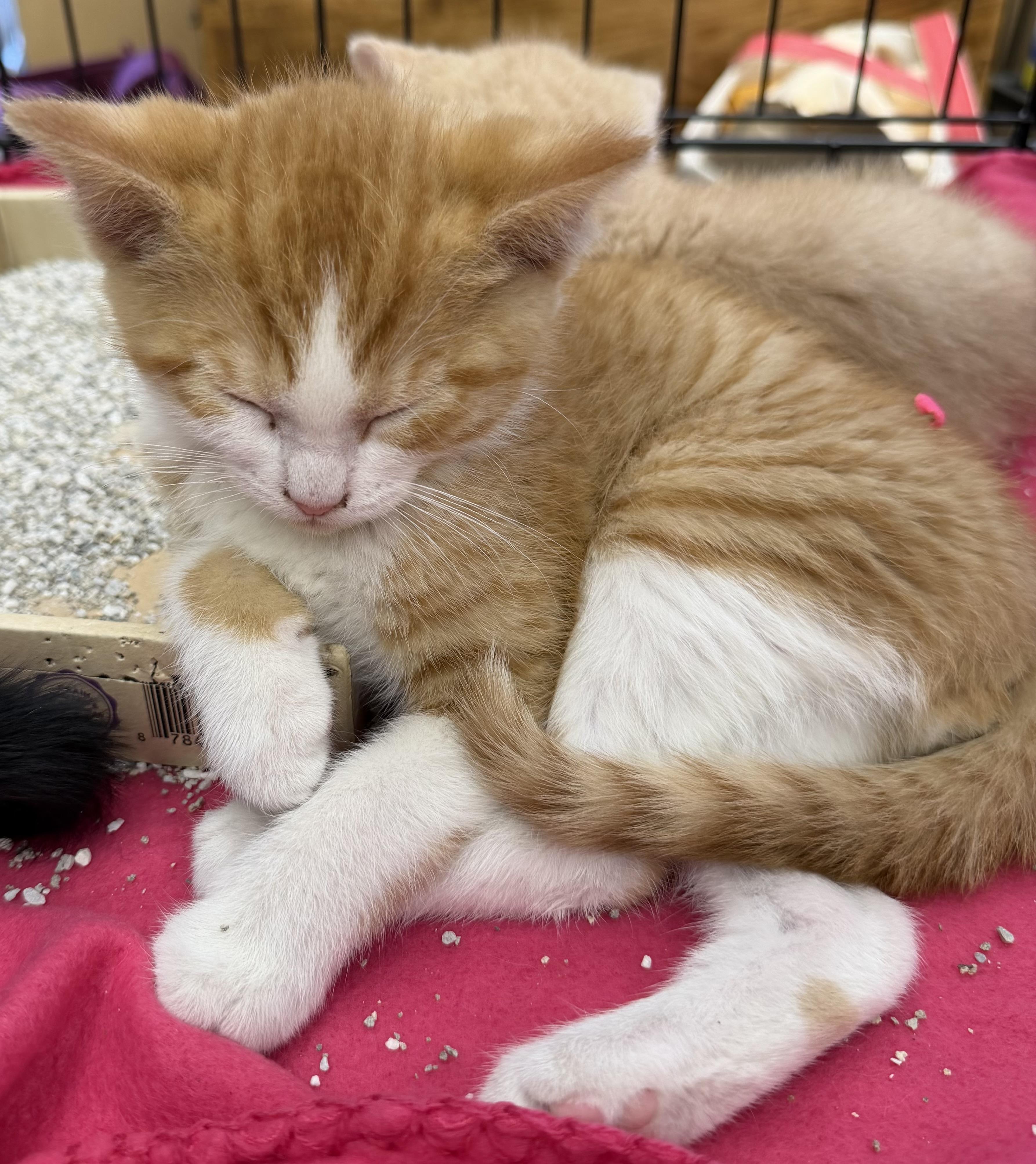 Mickey, an adopted Domestic Short Hair in Westfield, NJ image 2/3