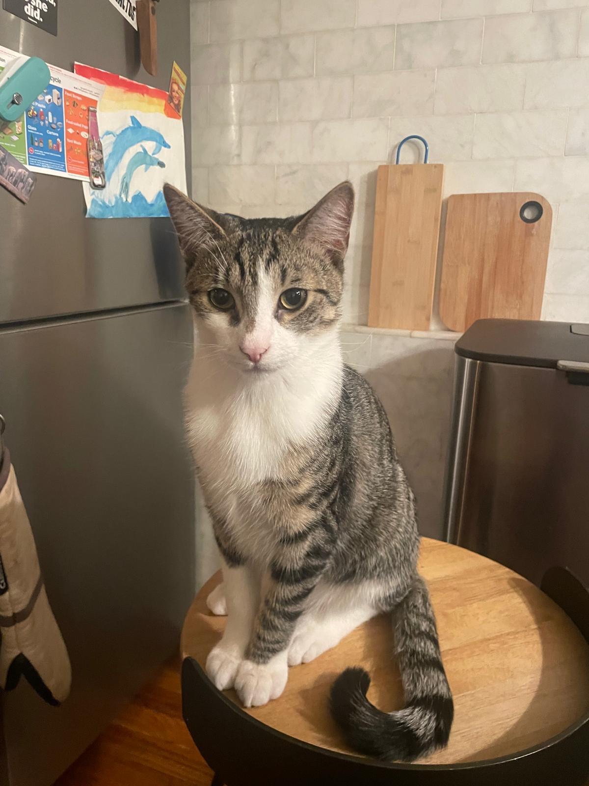 Emerald (bonded with Amethyst), Adoptable, Young Male Tabby & Domestic Short Hair.