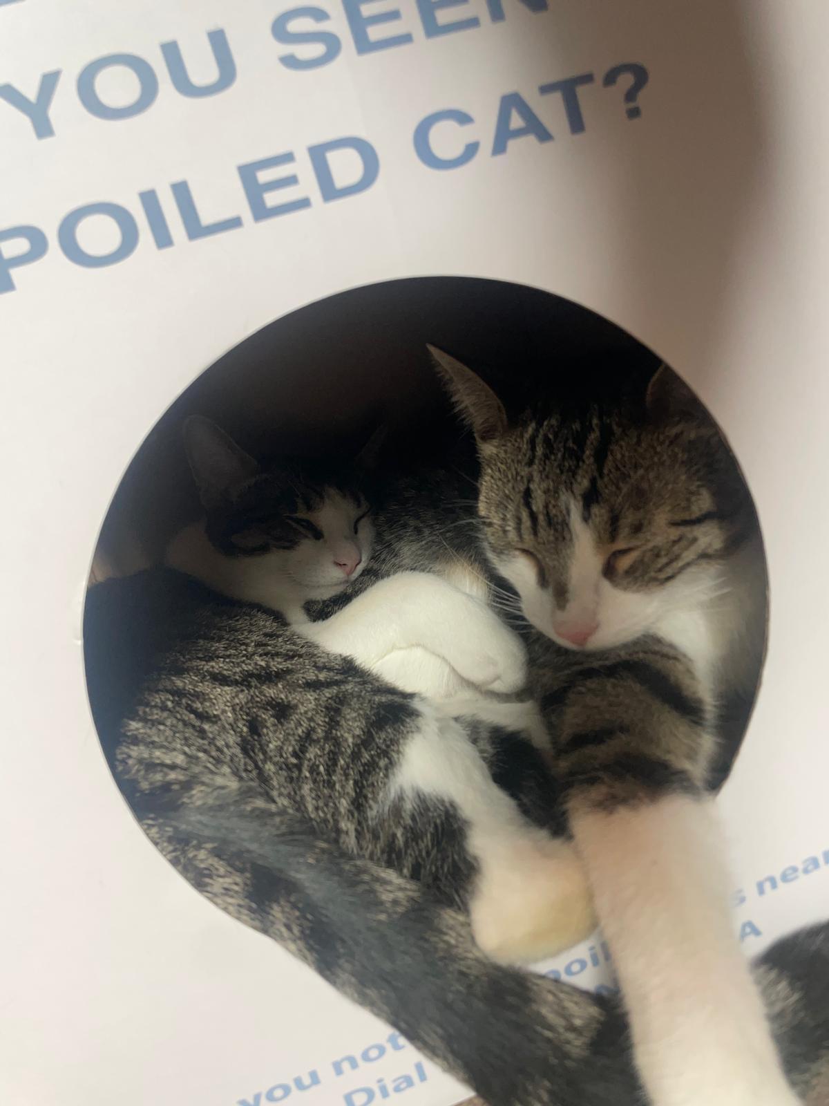 Enlarge Emerald (bonded with Amethyst), a Adoptable mixed breed in New York, NY image 3/6