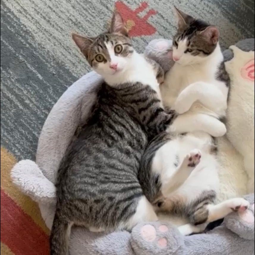 Enlarge Emerald (bonded with Amethyst), a Adoptable mixed breed in New York, NY image 5/6