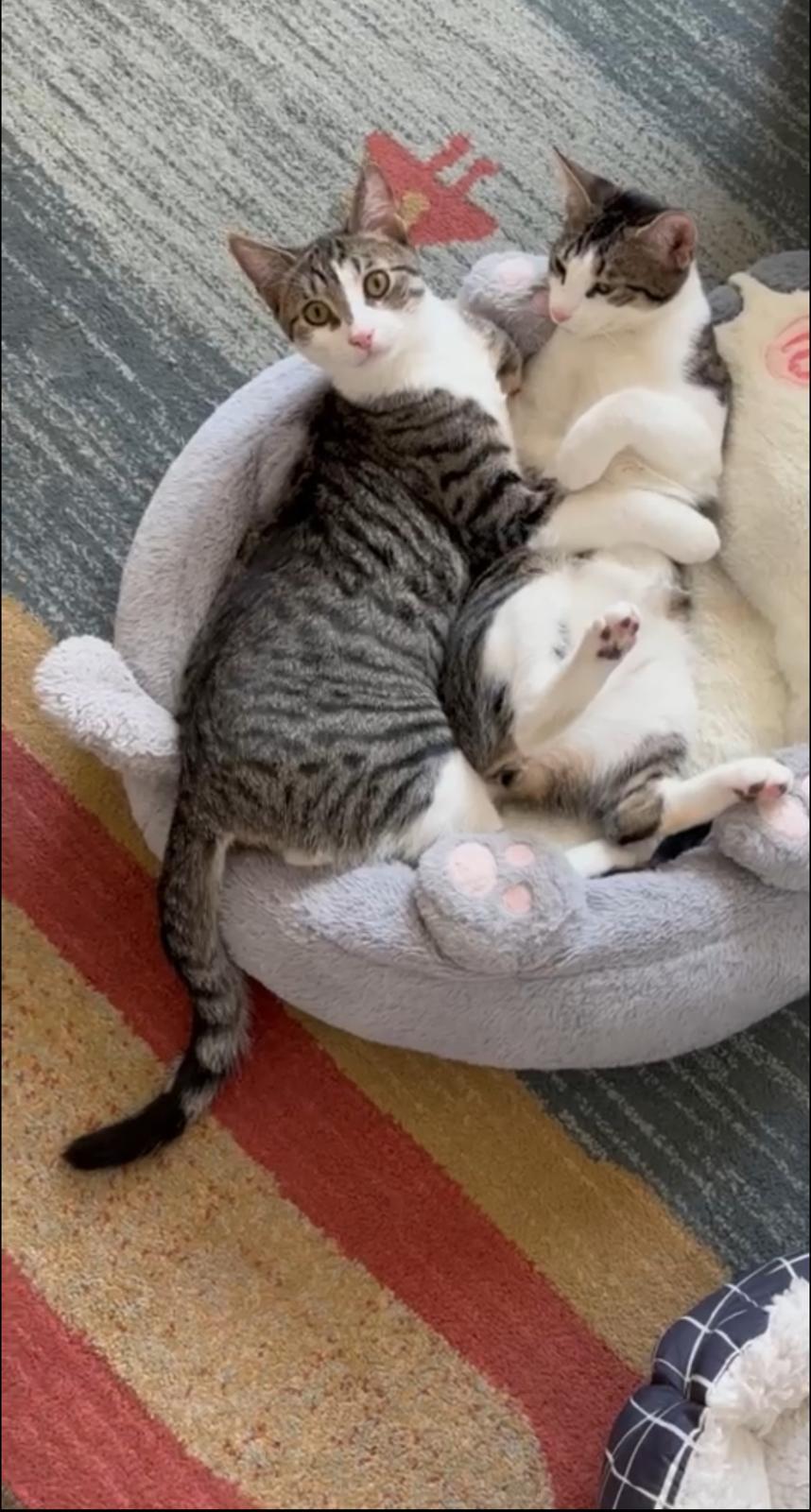 Enlarge Emerald (bonded with Amethyst), a Adoptable mixed breed in New York, NY image 1/2