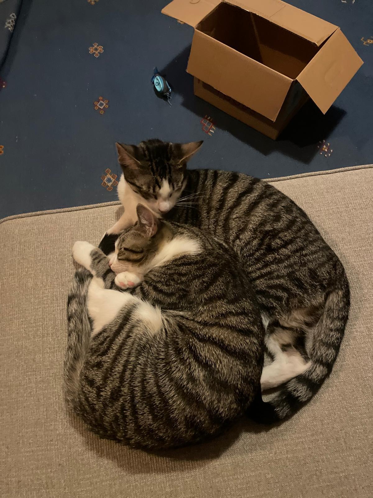 Enlarge Emerald (bonded with Amethyst), a Adoptable mixed breed in New York, NY image 6/6