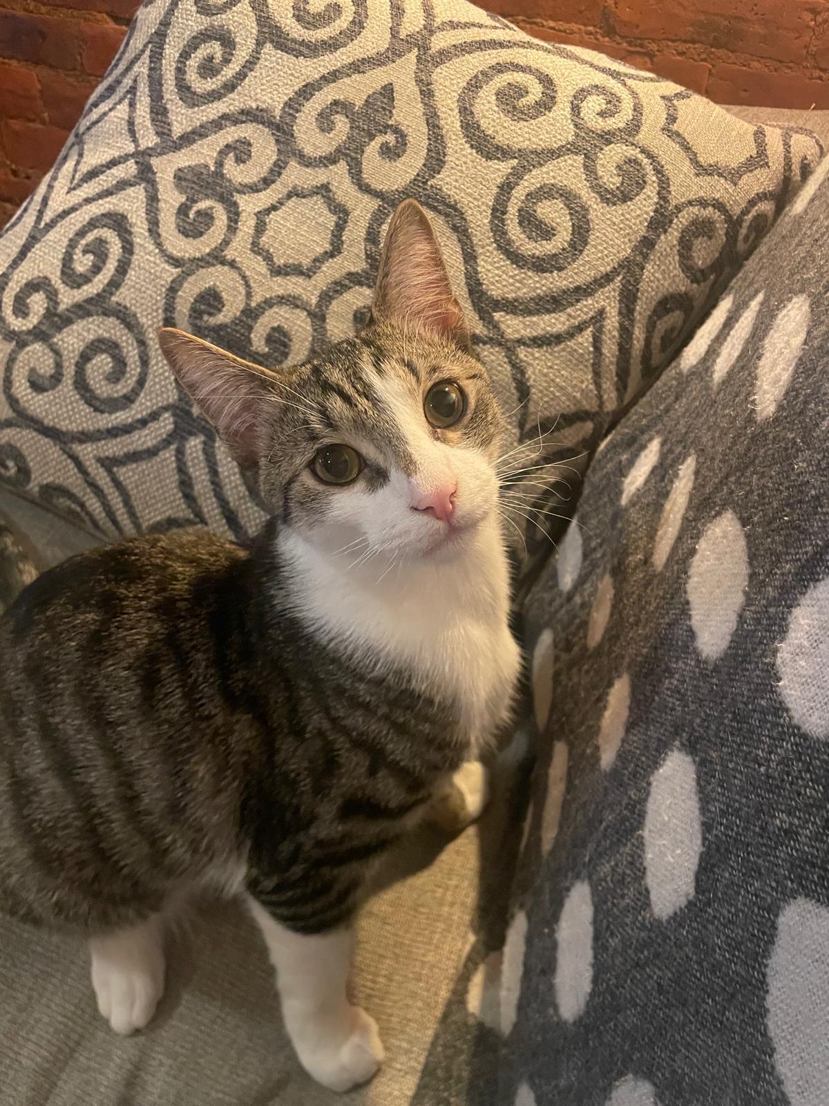 Enlarge Emerald (bonded with Amethyst), a Adoptable mixed breed in New York, NY image 2/6