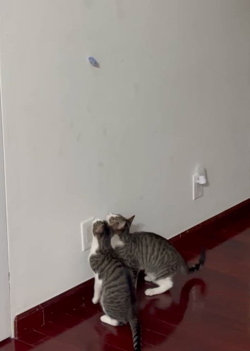 Enlarge Emerald (bonded with Amethyst), a Adoptable mixed breed in New York, NY video 4/6